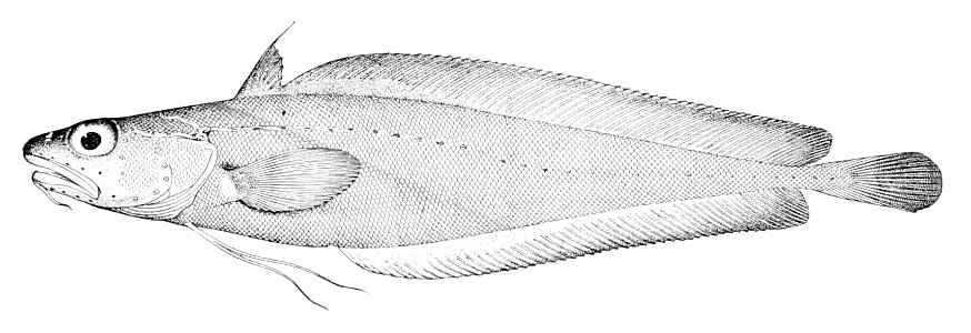 Laemonema rhodochir