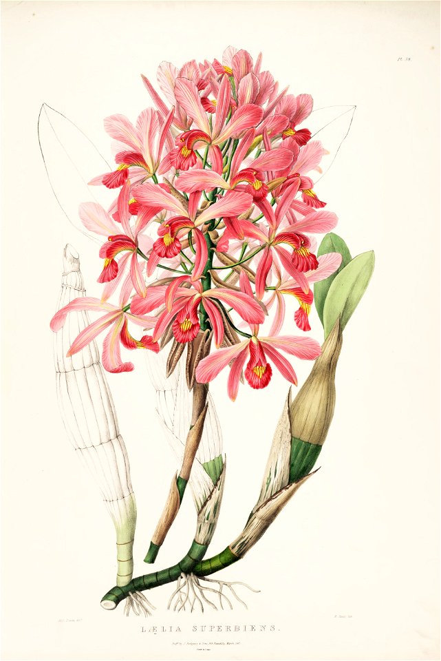 Laelia superbiens RHS