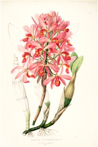 Laelia superbiens RHS