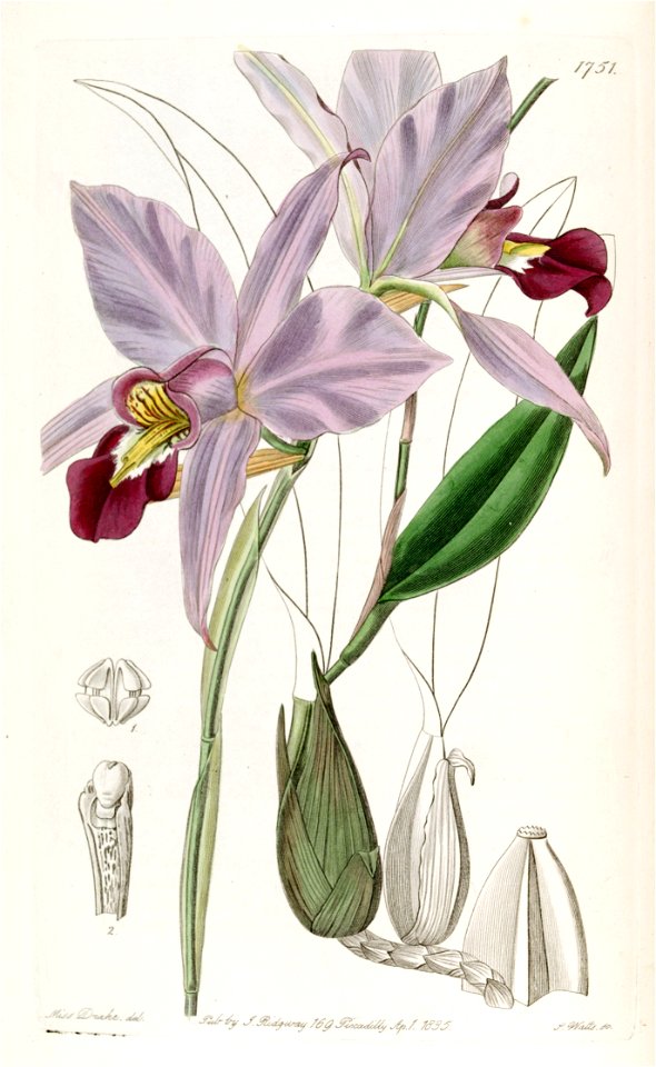 Laelia anceps - Edwards vol 21 pl 1751 (1836)