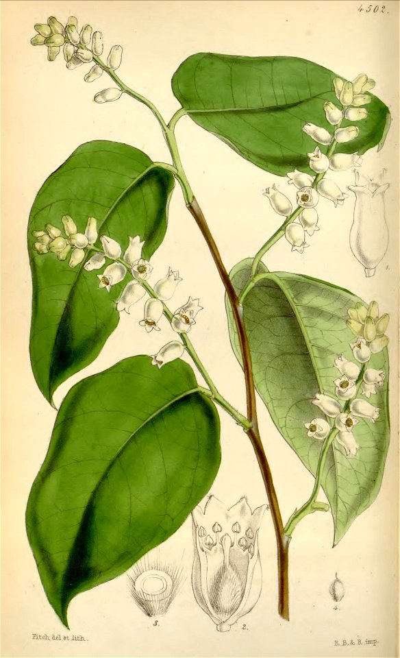 Lagetta lintearia - Curtis' 76 (Ser. 3 no. 6) pl. 4502 (1850)