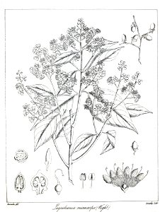 Lagerstroemia microcarpa Govindoo