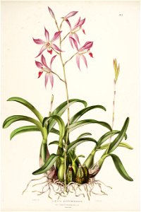 Laelia autumnalis - Bateman Orch. Mex. Guat. pl. 9 (1842)