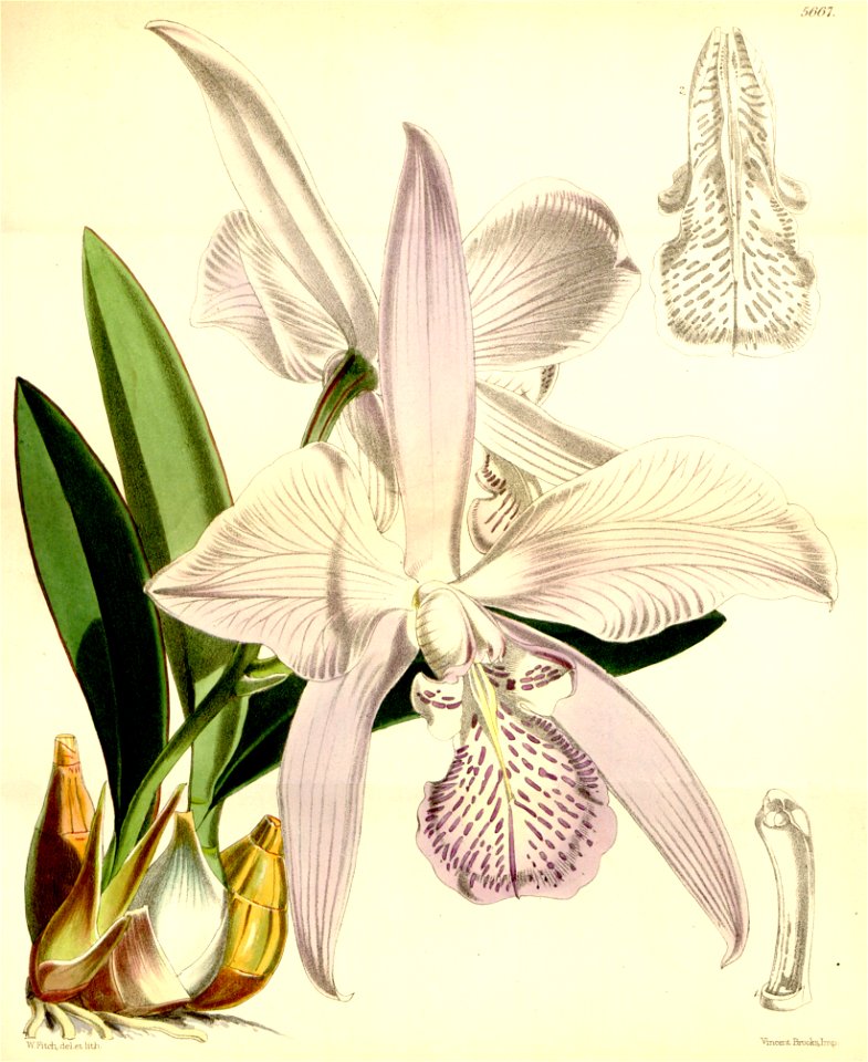 Laelia speciosa (as Laelia majalis) - Curtis' 93 (Ser. 3 no. 23) pl. 5667 (1867)