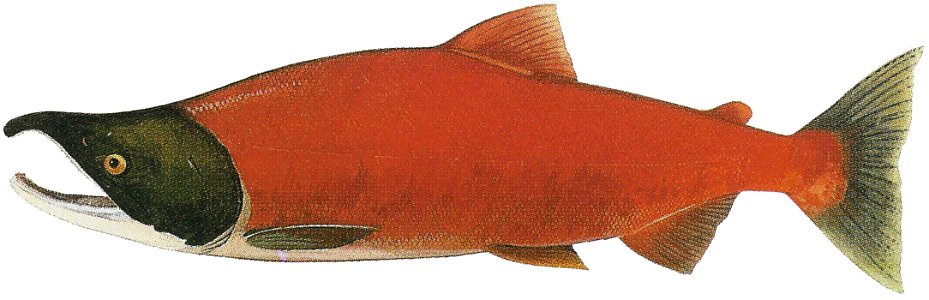 Lake Washington Ship Canal Fish Ladder pamphlet - male freshwater phase Sockeye