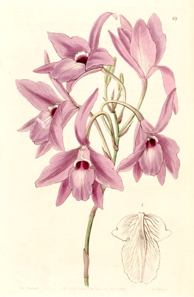 Laelia rubescens (as Laelia peduncularis) - Edwards vol 31 (NS 8) pl 69 (1845)