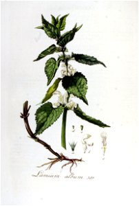 Lamium album — Flora Batava — Volume v5