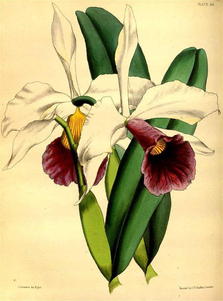 Laelia purpurata Paxton 096