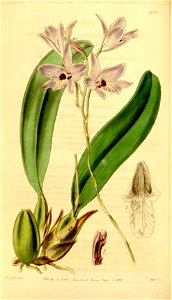 Laelia rubescens (as Laelia peduncularis) - Curtis' 70 (N.S. 17) pl. 4099 (1844)