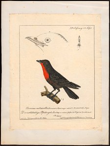 Lamprotes loricatus - 1700-1880 - Print - Iconographia Zoologica - Special Collections University of Amsterdam - UBA01 IZ15900211