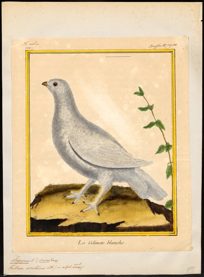 Lagopus mutus - 1700-1880 - Print - Iconographia Zoologica - Special Collections University of Amsterdam - UBA01 IZ17100411