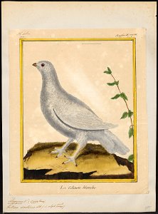 Lagopus mutus - 1700-1880 - Print - Iconographia Zoologica - Special Collections University of Amsterdam - UBA01 IZ17100411