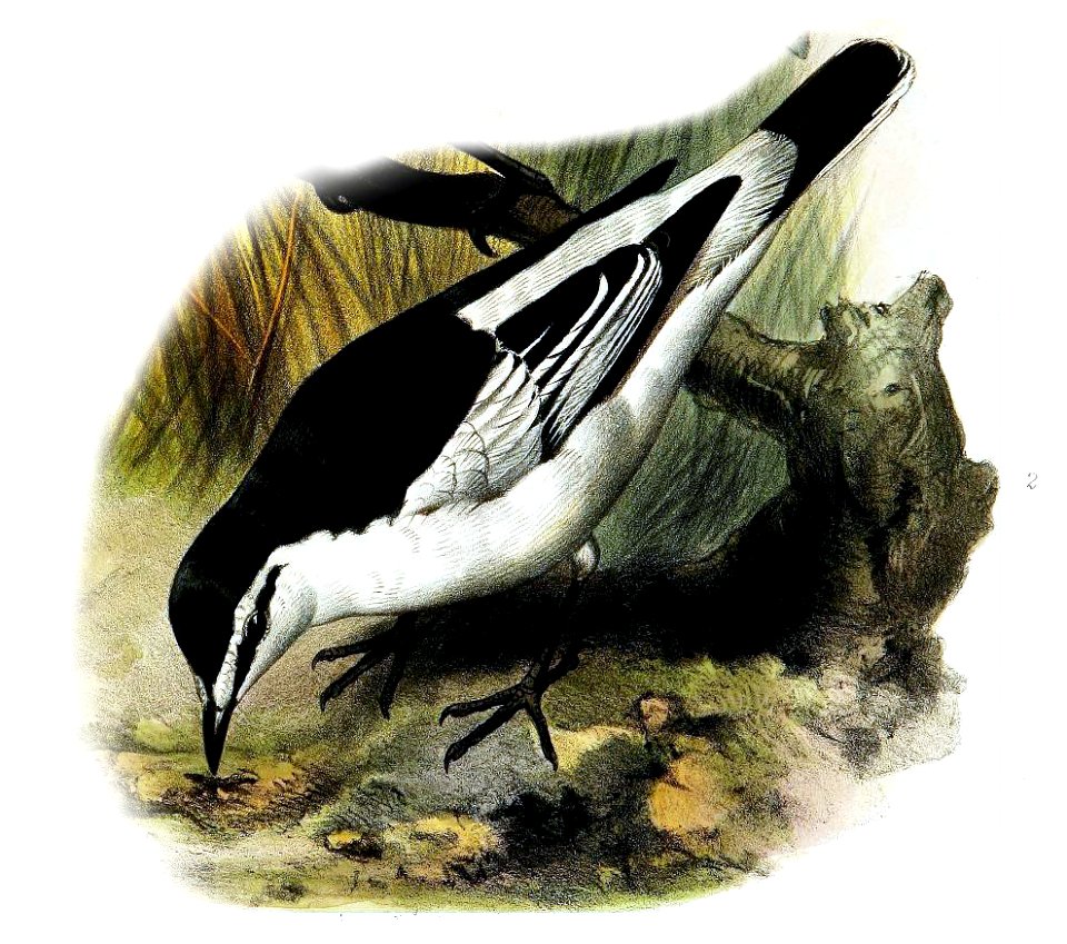 Lalage leucopygialis Smit