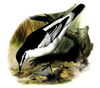 Lalage leucopygialis Smit