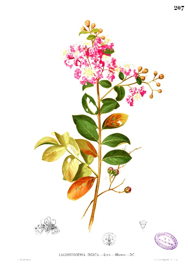Lagerstroemia indica Blanco1.207