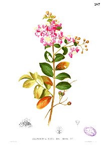 Lagerstroemia indica Blanco1.207