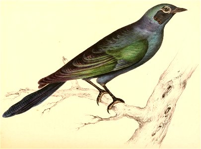 Lamprotornis australis 1838