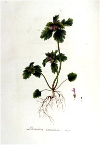 Lamium incisum — Flora Batava — Volume v6
