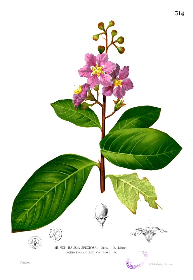 Lagerstroemia reginae Blanco2.314