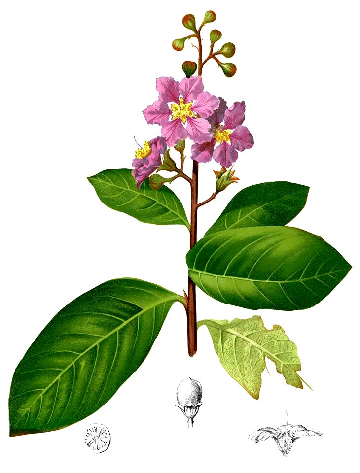 Lagerstroemia reginae Blanco2.314-cropped
