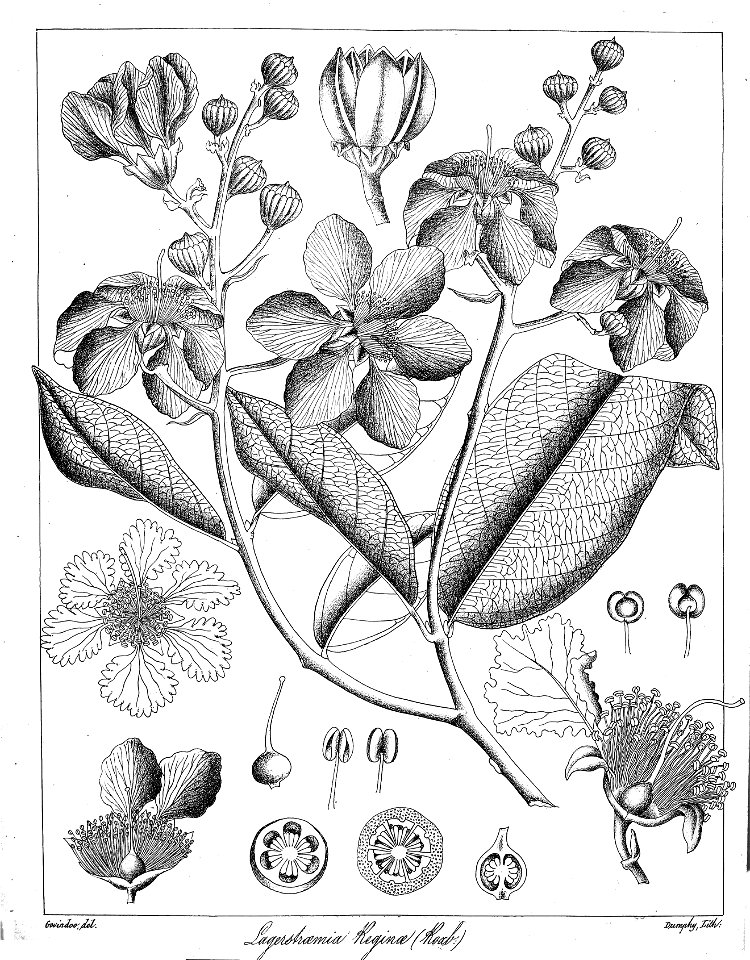 Lagerstroemia reginae Govindoo