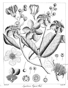 Lagerstroemia reginae Govindoo