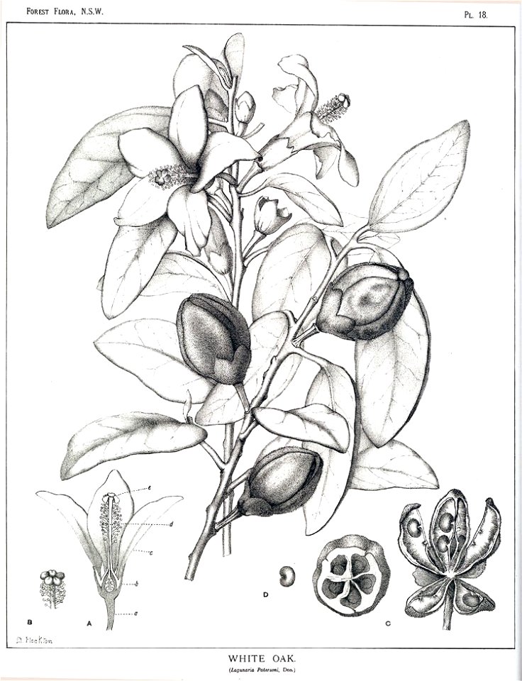 Lagunaria patersonia00