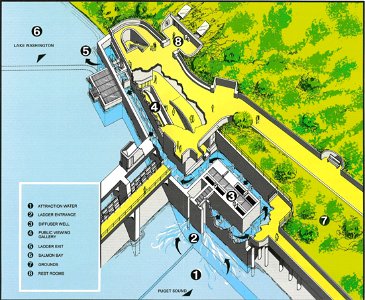 Lake Washington Ship Canal Fish Ladder pamphlet 02
