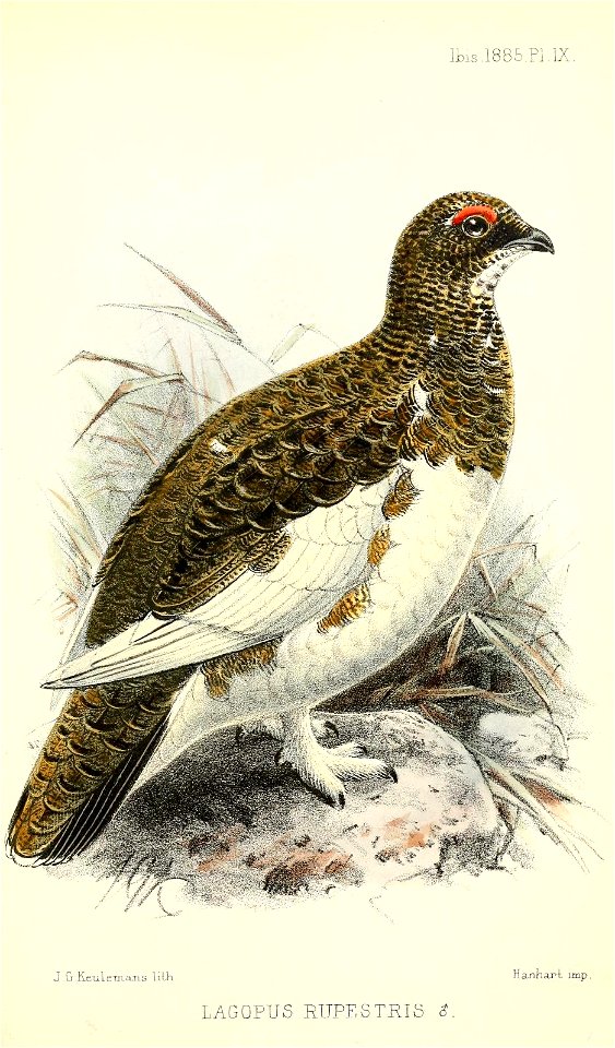 LagopusRupestrisKeulemans