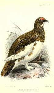 LagopusRupestrisKeulemans