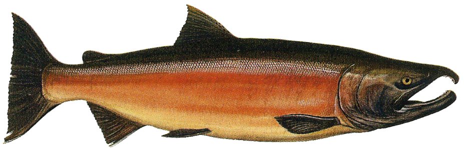 Lake Washington Ship Canal Fish Ladder pamphlet - male freshwater phase Coho