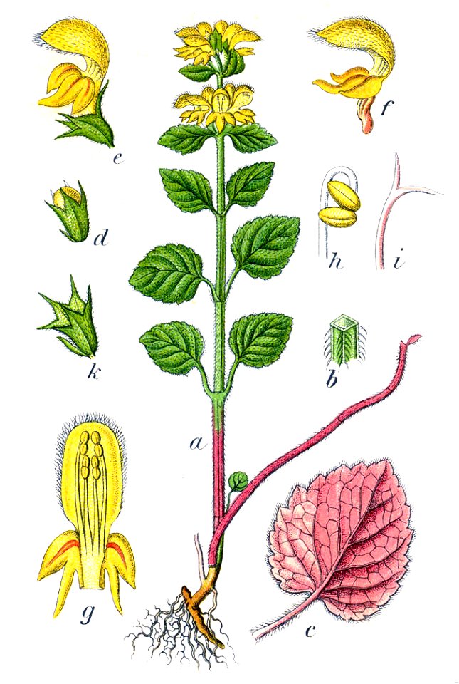 Lamium galeobdolon Sturm40
