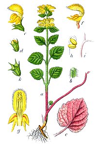 Lamium galeobdolon Sturm40