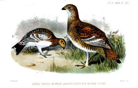 Lagopus-Tetrao2Smit