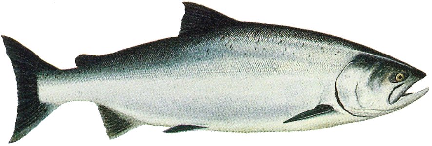 Lake Washington Ship Canal Fish Ladder pamphlet - ocean phase Chinook