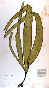 Laminaria -Nature print