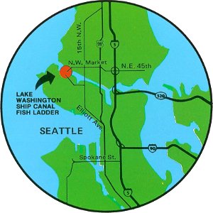 Lake Washington Ship Canal Fish Ladder pamphlet 04