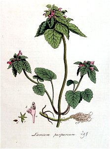 Lamium purpureum — Flora Batava — Volume v4