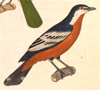 Lalage aurea 1838