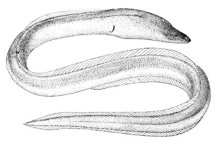 Lamnostoma kampeni