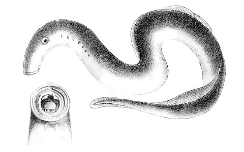 Lampetra fluviatilis1