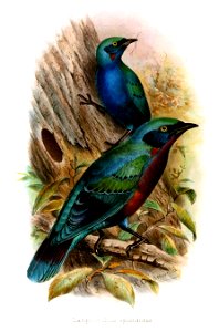 Lamprocolius splendidus Gronvold