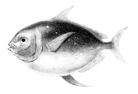 Lampris guttatus1