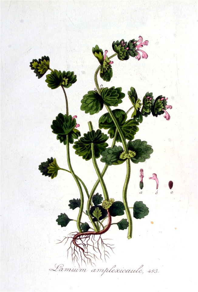 Lamium amplexicaule — Flora Batava — Volume v7