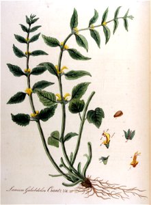 Lamium galeobdolon — Flora Batava — Volume v10