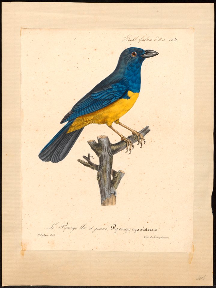Lamprotes cyanicterus - 1825-1834 - Print - Iconographia Zoologica - Special Collections University of Amsterdam - UBA01 IZ15900213