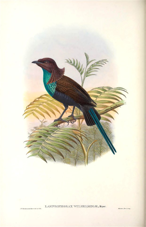 Lamprothorax wilhelminae - Monograph of the Paradiseidae