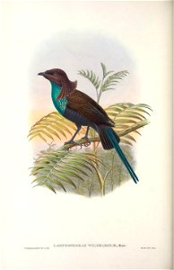 Lamprothorax wilhelminae - Monograph of the Paradiseidae