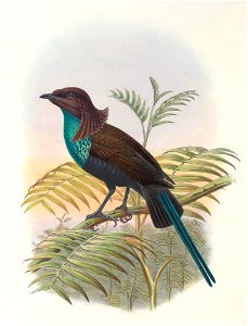 Lamprothorax wilhelminae - Monograph of the Paradiseidae (cropped)