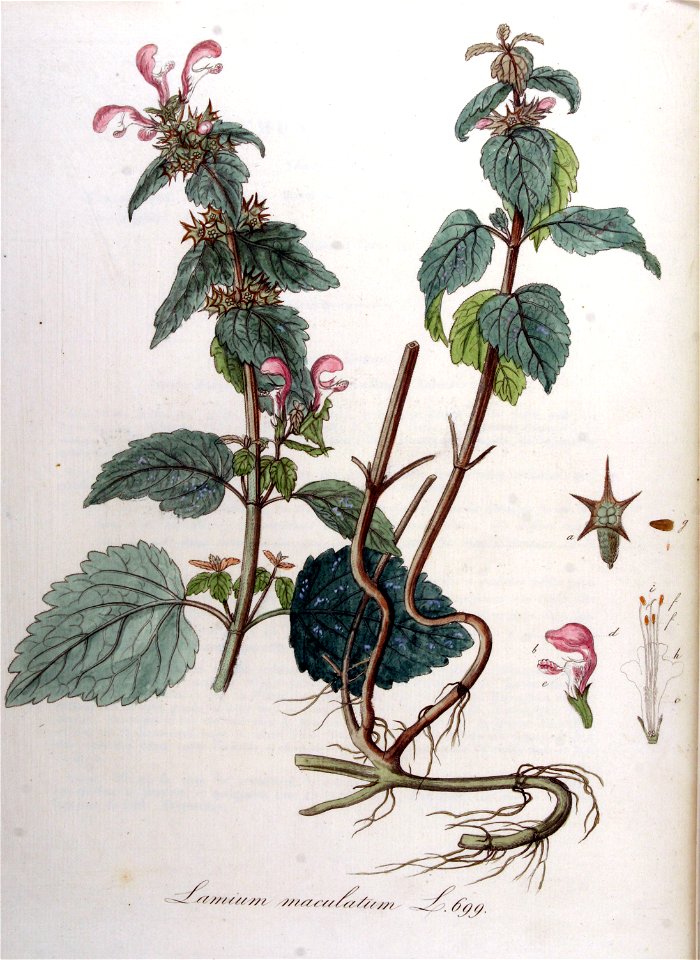 Lamium maculatum — Flora Batava — Volume v9